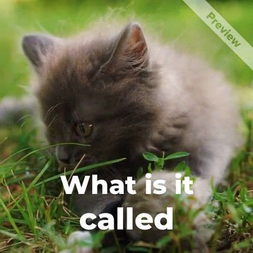 Kitten Day