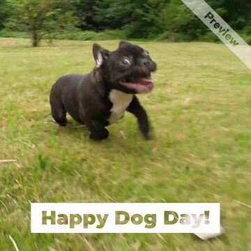 Dog Day