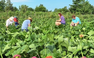 3 Ways Grace Church Lives Out Their Faith Through Eco-friendly Activities